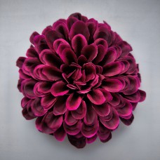 Н111.3060 Циния многослой. 12см (20)