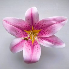 НТ1134 Лилия латекс.тигр.с тыч.14см (50)