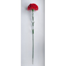 ОК30 Гвоздика одиноч.бархат (80)