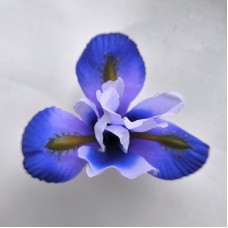 Н111.3045 Ирис шелк 11см(40)