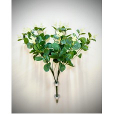 8.153.118 Эвкалипт лат. куст (1)