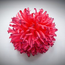Н111.730 Хризантема кудряв.оч.круп.18см(15)