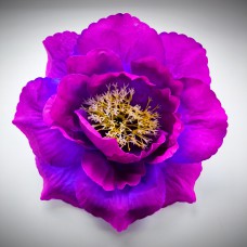 Н111.746 Мальва гигант с пл.серед. 21см(10)