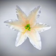 НС50 (1062) Лилия натурал.сатин 18см(100)