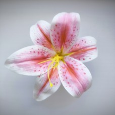 НС1021 Лилия латекс.14см с прожил.(40)