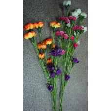 ОМ36 Гвоздика кустовая (50/5)