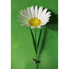 ОН353 Ромашка одиноч.пласт.(150=5г+3н)